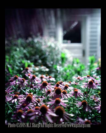 Coneflowers