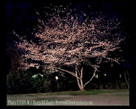 Flowering_Tree