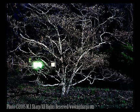 Night_Dogwood