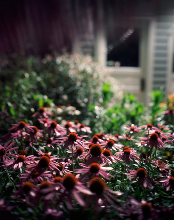 Purple Coneflowers