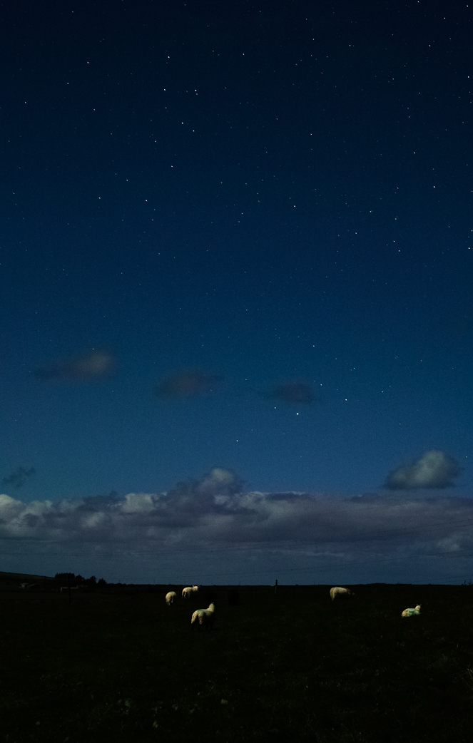 Hendraburnick Field/Starry Sheep