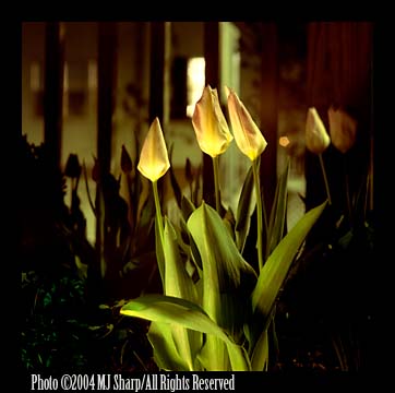 Candela_tulips